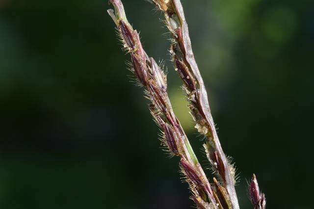 Image of crabgrass