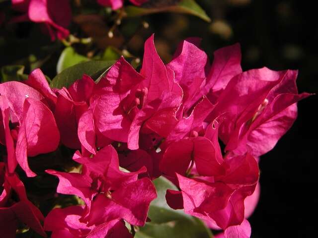 Plancia ëd Bougainvillea