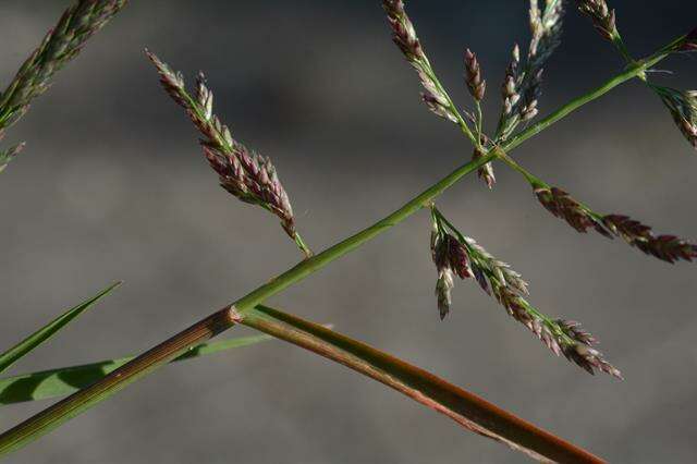 Image of lovegrass