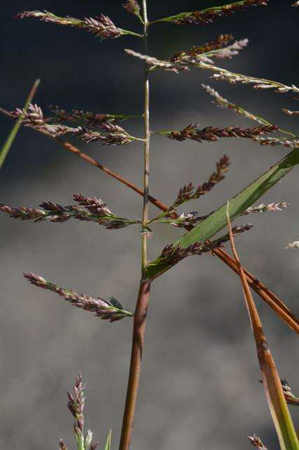 Image of lovegrass