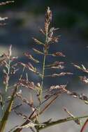 Image of lovegrass