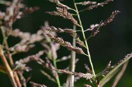 Image of lovegrass