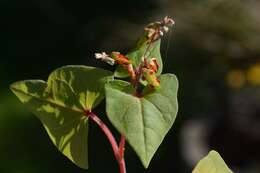 Image of Tartary buckwheat