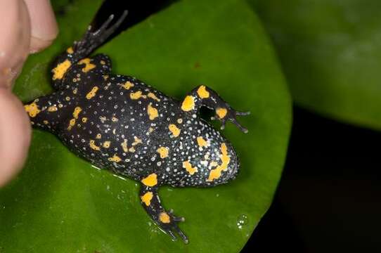 Image de Bombinatoridae Gray 1825