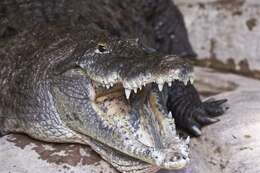 Image of crocodiles