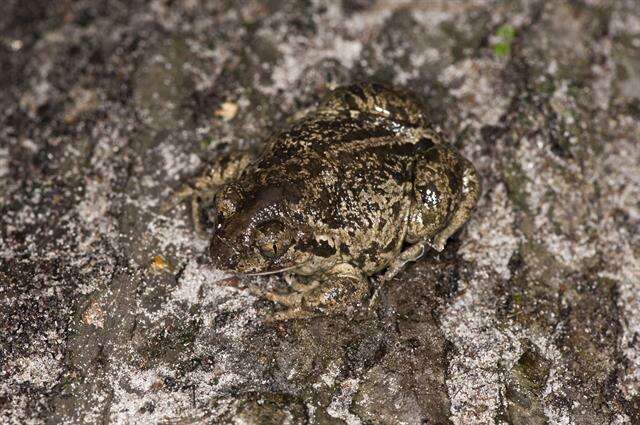 Image of spadefoot toads