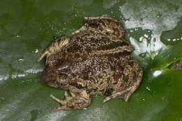 Image of spadefoot toads