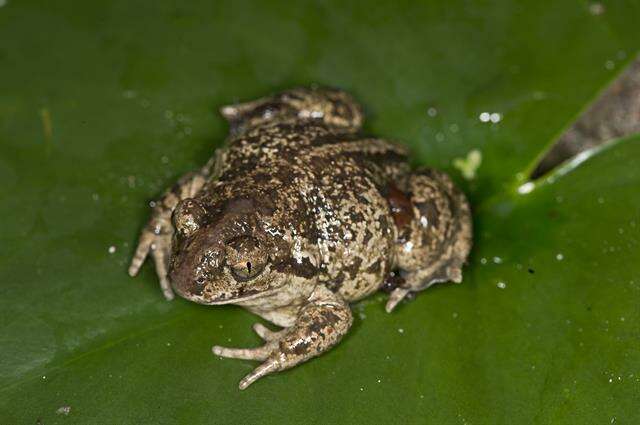 Image of spadefoot toads