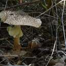 Image de Lepiota aspera