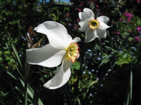 Image of Pheasant's-eye narcissus