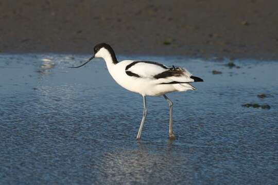 Image of Avocets