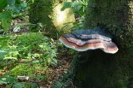 Image of Fomitopsis