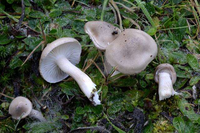 Image of Hygrophorus