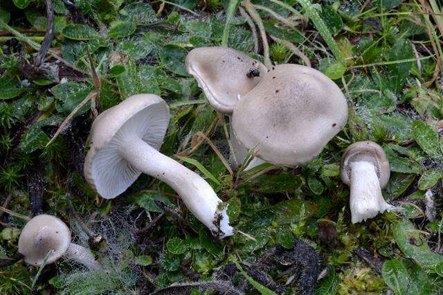 Image of Hygrophorus