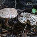 Image of Echinoderma echinaceum (J. E. Lange) Bon 1991