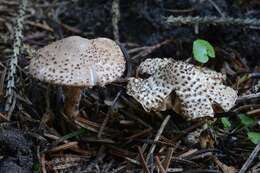 Echinoderma echinaceum (J. E. Lange) Bon 1991 resmi