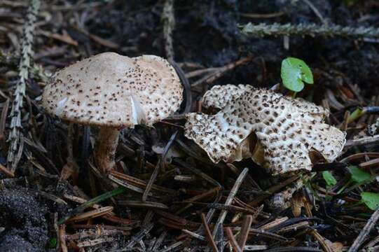 Image of Echinoderma echinaceum (J. E. Lange) Bon 1991