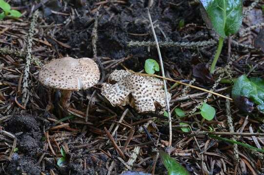 Echinoderma echinaceum (J. E. Lange) Bon 1991 resmi