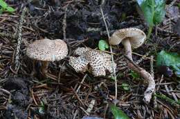 Echinoderma echinaceum (J. E. Lange) Bon 1991 resmi