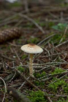 Image of Lepiota