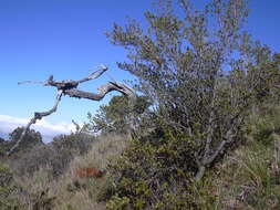 Image of alpine mirrorplant