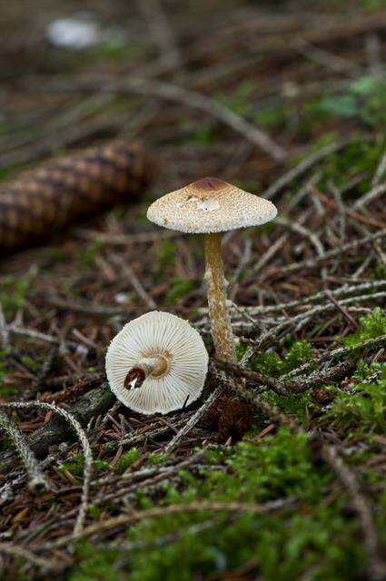 Image of Lepiota