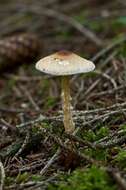 Image of Lepiota