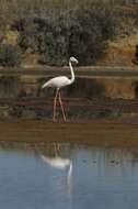 Imagem de Phoenicopteriformes