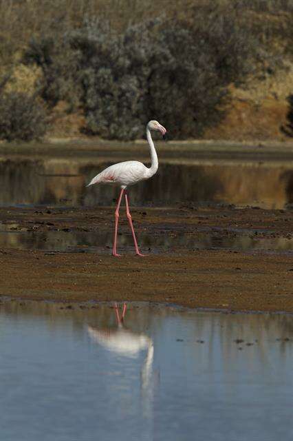 Imagem de Phoenicopteriformes