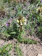 Image of Lousewort