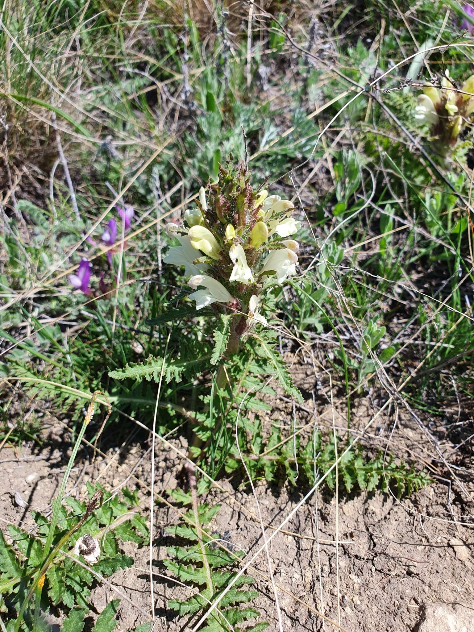 Image of Lousewort