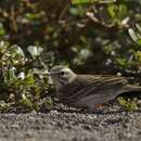 Image of Berthelot's Pipit