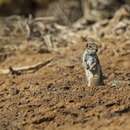 Image of Barbary ground squirrel