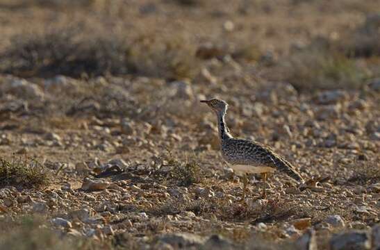 Image of African Houbara Bustard