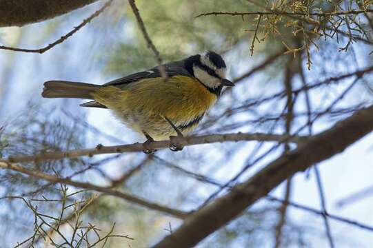 Imagem de Cyanistes teneriffae degener (Hartert 1901)