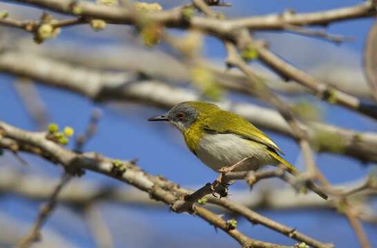 صورة Apalis flavida (Strickland 1853)