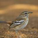 Image of White-browed Scrub Robin