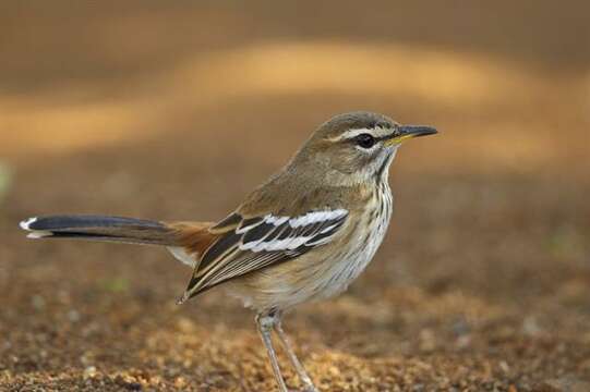 Image of Scrub robin