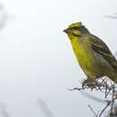 Image of Yellow-fronted Canary
