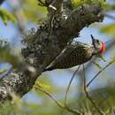 Image of Cardinal Woodpecker