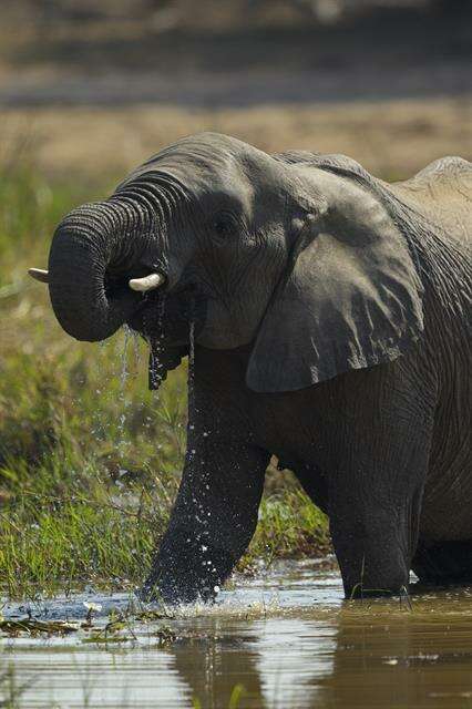 Image of African elephant