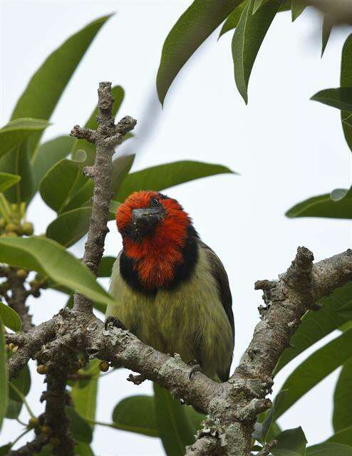 Image of Black-collared Barbet