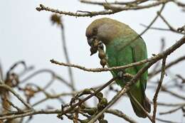 صورة Poicephalus cryptoxanthus (Peters & W 1854)