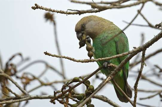 Image of Brown-headed Parrot
