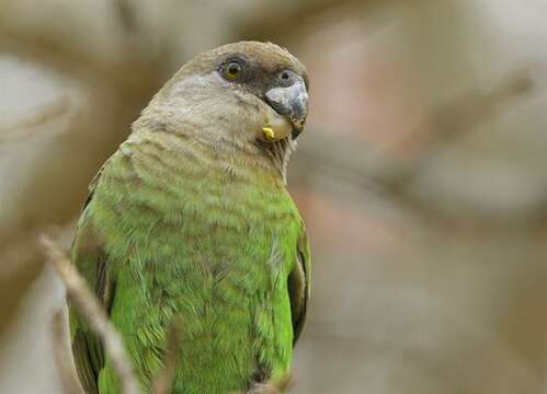 Image of Brown-headed Parrot