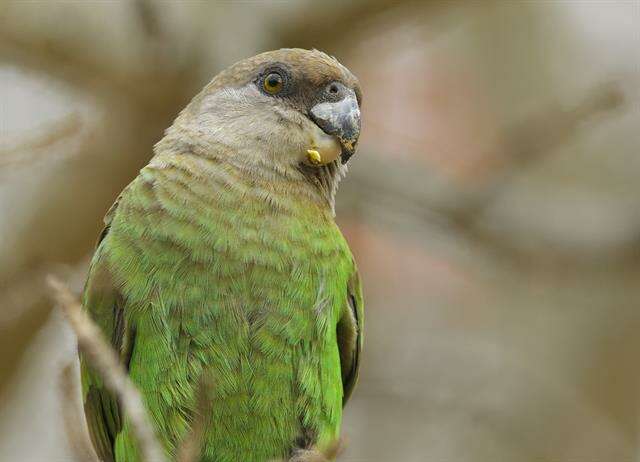 Imagem de Poicephalus cryptoxanthus (Peters & W 1854)