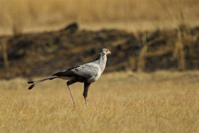 Image of secretary bird