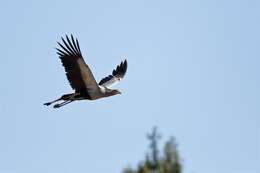 Image of secretary bird