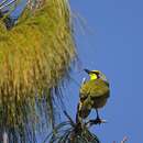 Image of Bokmakierie Bush-shrike