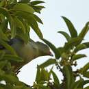 Image of African Green Pigeon